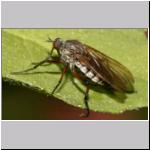 Empis opaca - Tanzfliege 04.jpg